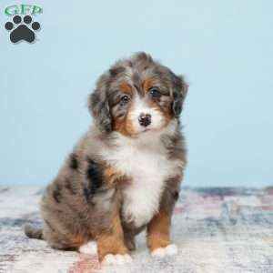 Beauty, Mini Bernedoodle Puppy